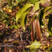 Reissantia indica (Willd.) N.Hallé